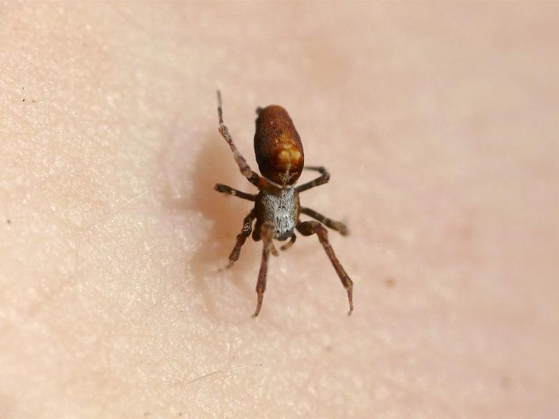Philoponella_variabilis_D6670_Z_85_Brisbane_Australie.jpg