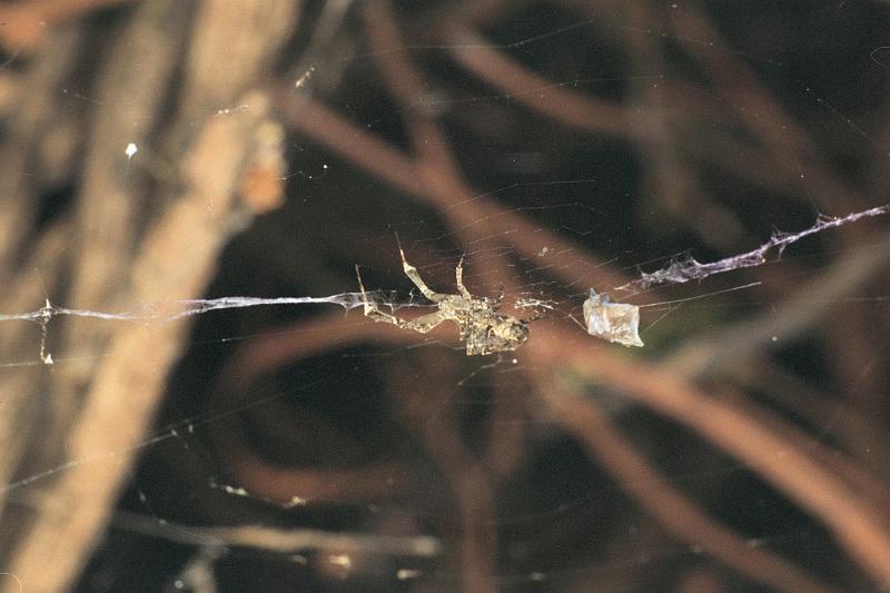 Uloborus_ZZ197_F0528_Z_75_Oakey-Roma_Australie.jpg