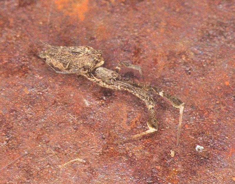 Uloborus_ZZ197_F0530_Z_75_Oakey-Roma_Australie.jpg