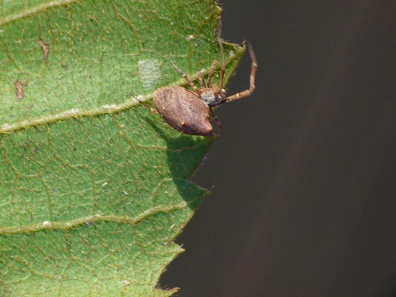 Uloborus_ZZ579_D6904_O_88_Brisbane_Australie.jpg