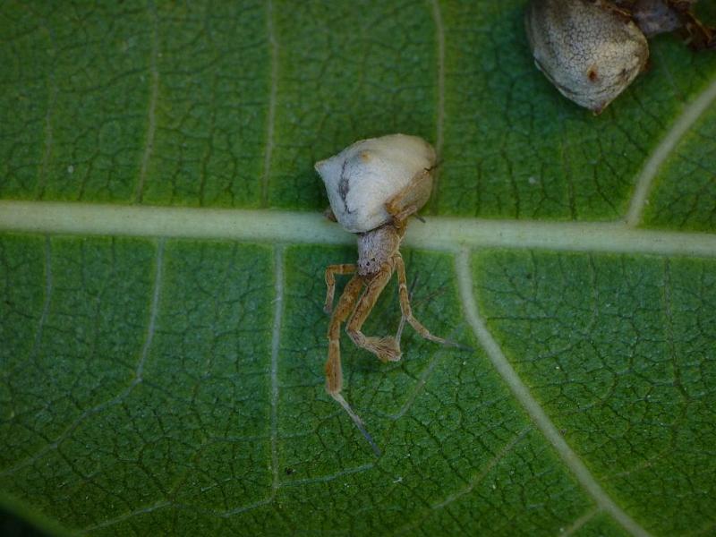 Uloborus_barbipes_D6515_Z_87_Brisbane_Australie.jpg