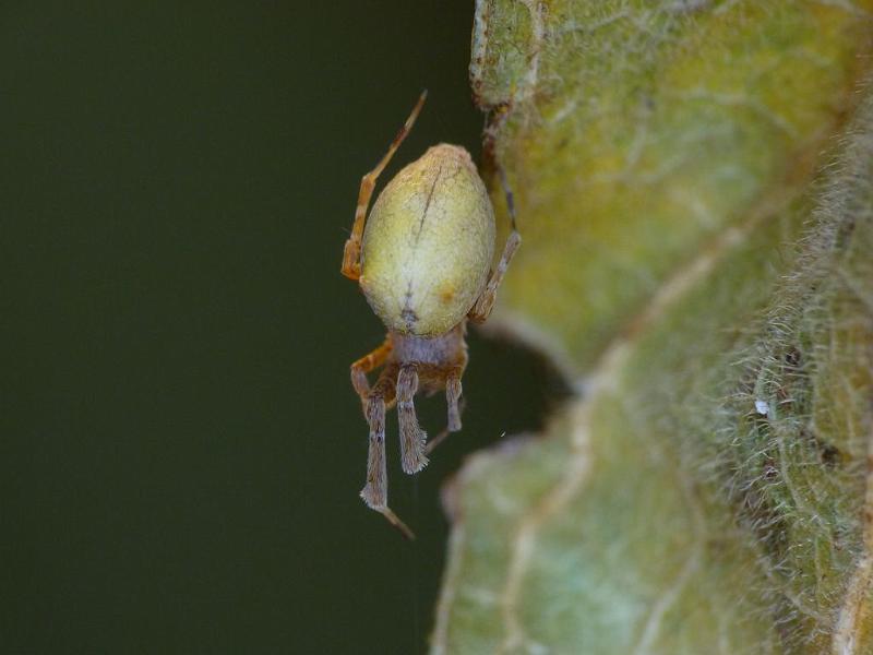 Uloborus_barbipes_D6548_Z_87_Brisbane_Australie.jpg