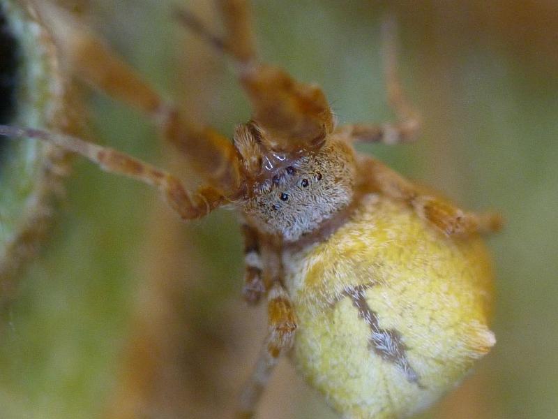 Uloborus_barbipes_D6549_Z_87_Brisbane_Australie.jpg