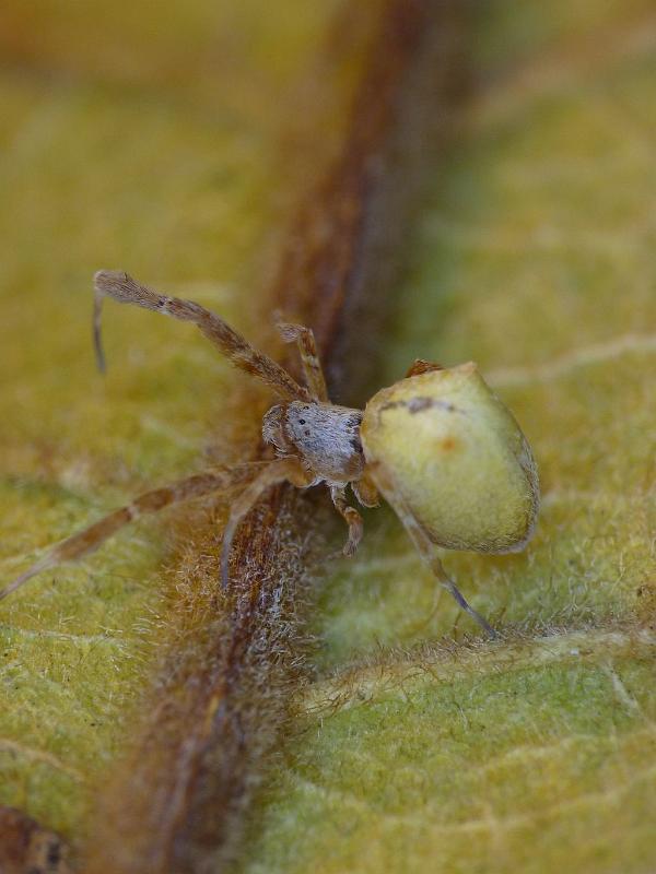 Uloborus_barbipes_D6550_Z_89_Brisbane_Australie.jpg