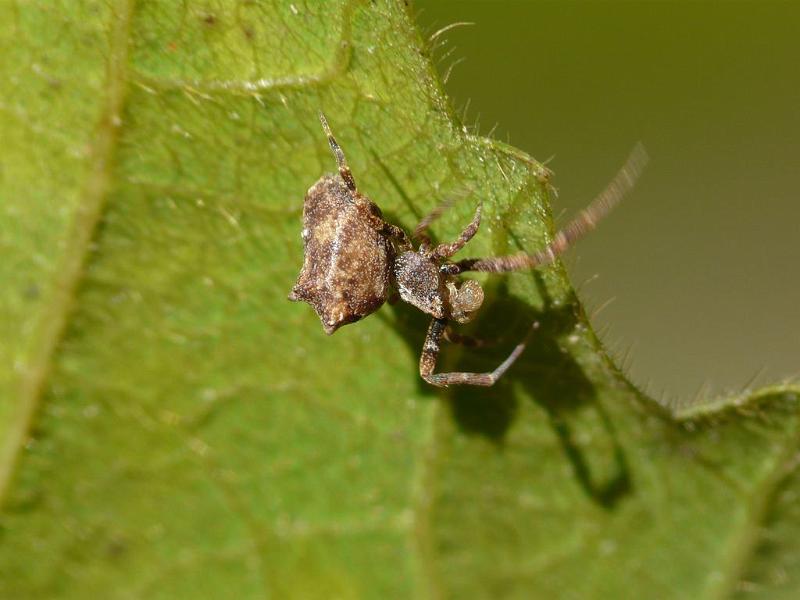 Uloborus_congregabilis_D6305_Z_87_Brisbane_Australie.jpg