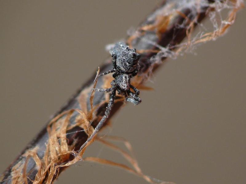 Uloborus_congregabilis_D6526_Z_88_Brisbane_Australie.jpg
