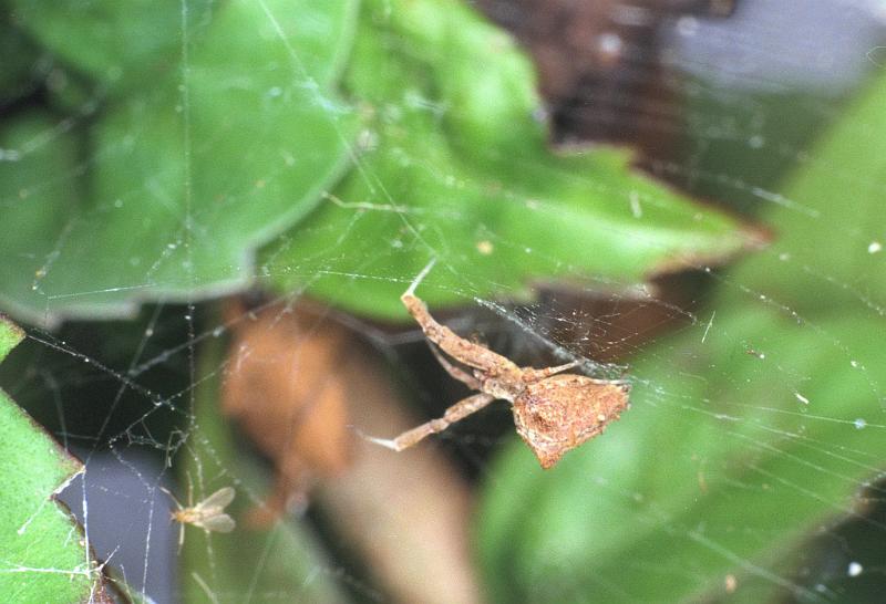 Uloborus_congregabilis_F0604_Z_75_Emerald-Clermont_Australie.jpg