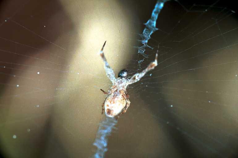 Uloborus_congregabilis_RF0171_O_75_Oakey-Roma_Australie.jpg