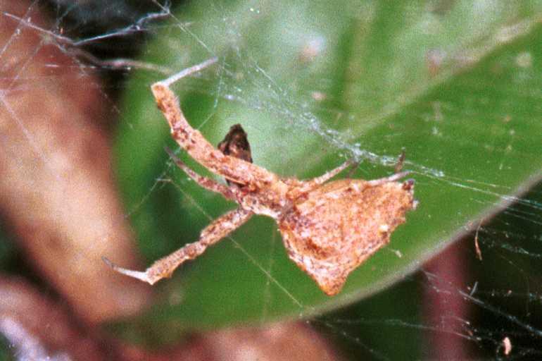 Uloborus_congregabilis_RF0235_O_75_Emerald-Clermont_Australie.jpg