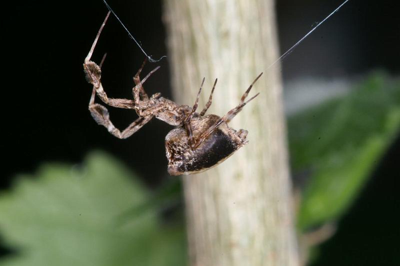 Uloborus_plumipes_D4342_Z_89_Amsterdam_Nederland.jpg