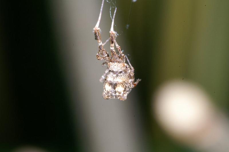 Uloborus_plumipes_D4343_Z_84_Amsterdam_Nederland.jpg