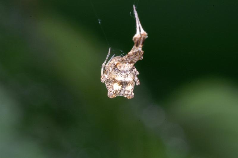 Uloborus_plumipes_D4344_Z_86_Amsterdam_Nederland.jpg