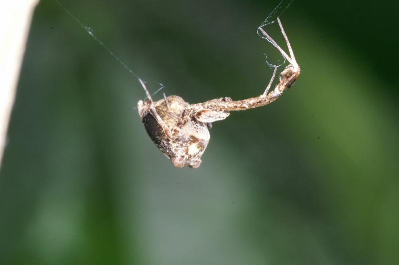 Uloborus_plumipes_D4345_Z_88_Amsterdam_Nederland.jpg