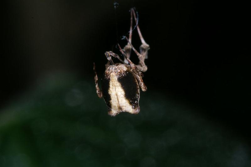 Uloborus_plumipes_D4346_Z_88_Amsterdam_Nederland.jpg