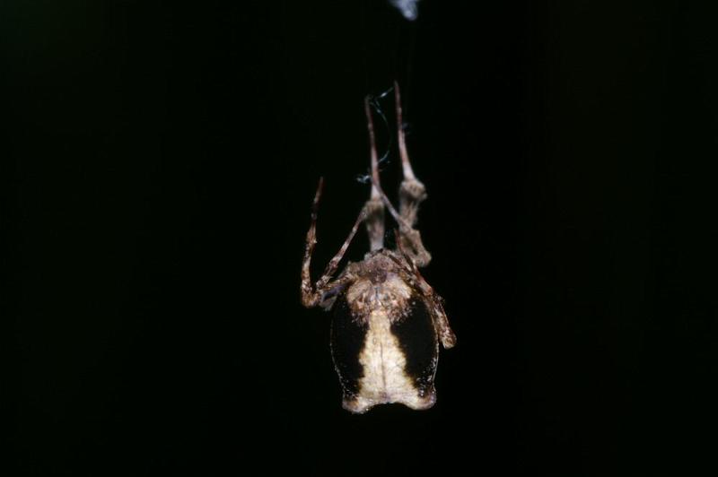 Uloborus_plumipes_D4347_Z_89_Amsterdam_Nederland.jpg