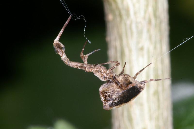 Uloborus_plumipes_D4348_Z_90_Amsterdam_Nederland.jpg