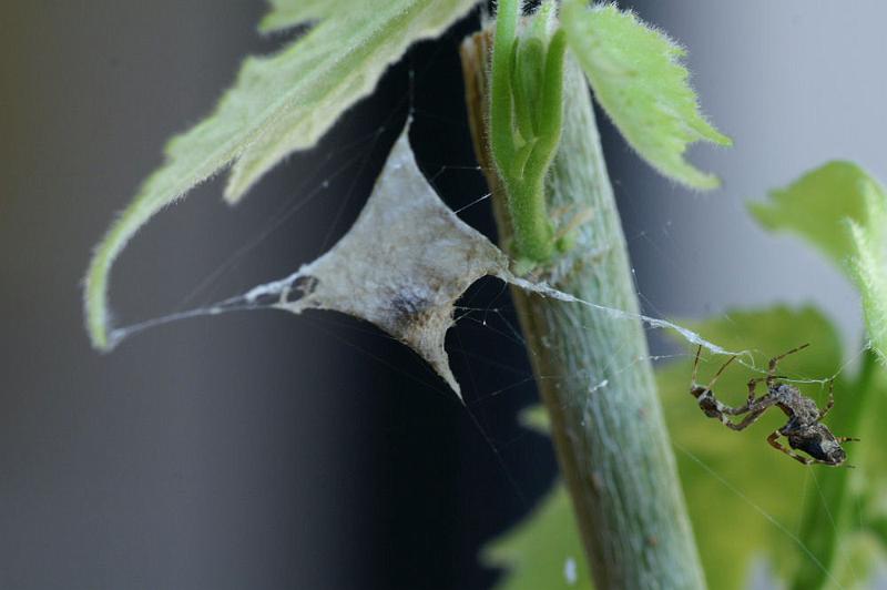 Uloborus_plumipes_D4352_Z_88_Badhoevedorp_Nederland.jpg