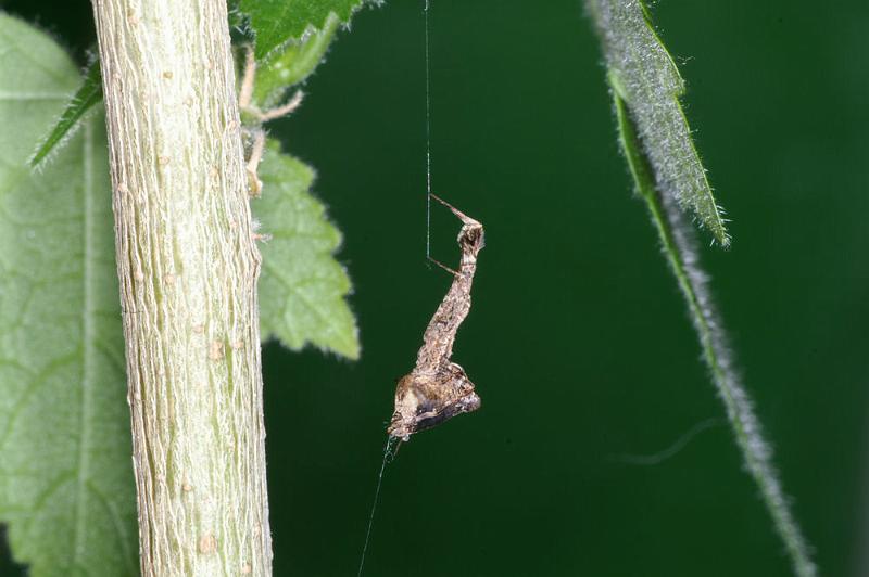 Uloborus_plumipes_D4355_Z_90_Badhoevedorp_Nederland.jpg