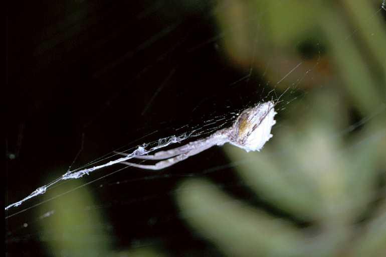 Uloborus_walckenaerius_P0642_Z_90_-_Frankrijk.jpg
