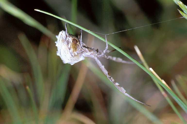 Uloborus_walckenaerius_P0643_Z_90_-_Frankrijk.jpg