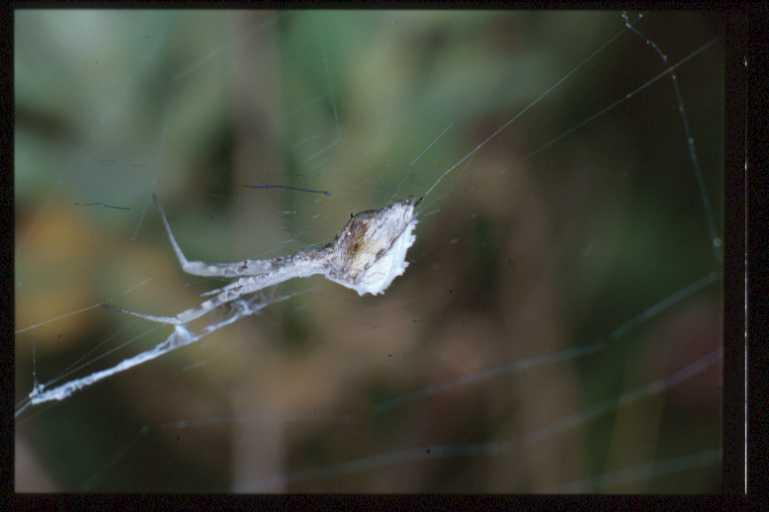 Uloborus_walckenaerius_RP0401_O_85_-_Frankrijk.jpg