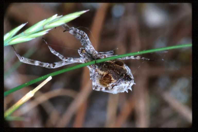 Uloborus_walckenaerius_RP0405_O_85_-_Frankrijk.jpg