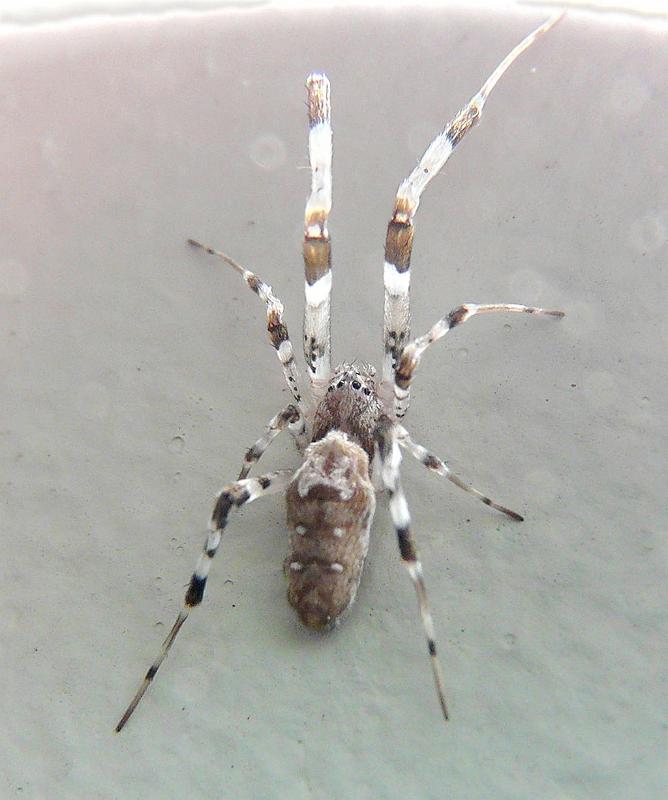 Zosis_geniculata_D6230_Z_87_Brisbane_Australie.jpg