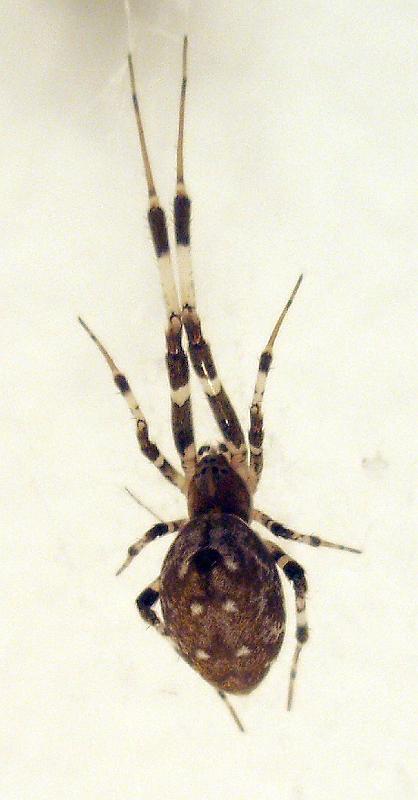 Zosis_geniculata_D6330_Z_87_Brisbane_Australie.jpg
