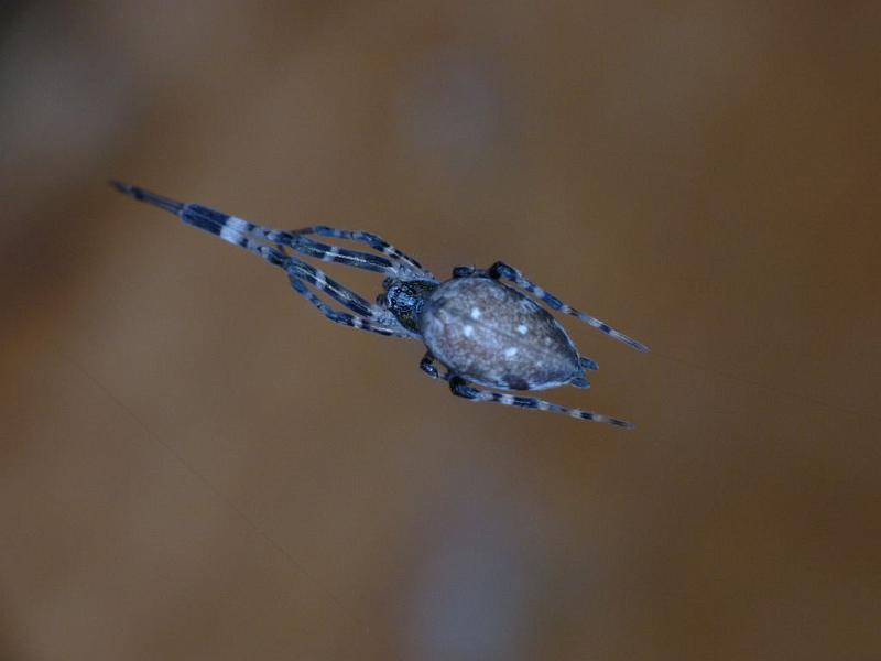 Zosis_geniculata_D6612_Z_87_Brisbane_Australie.jpg