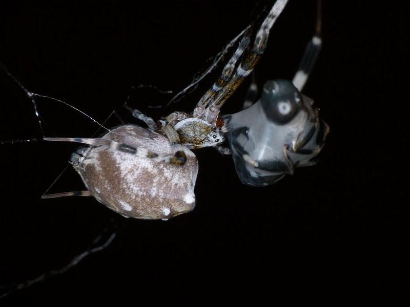Zosis_geniculata_D6614_Z_90_Brisbane_Australie.jpg