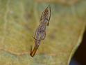 Miagrammopes_ZZ504_D6547_Z_84_Brisbane_Australie