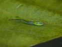 Miagrammopes_ZZ530_D6683_Z_90_Brisbane_Australie