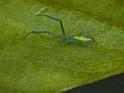 Miagrammopes_ZZ530_D6684_Z_90_Brisbane_Australie