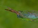 Miagrammopes_ZZ530_D6685_Z_88_Brisbane_Australie