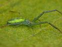 Miagrammopes_ZZ530_D6686_Z_88_Brisbane_Australie