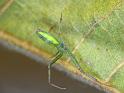 Miagrammopes_ZZ530_D6687_Z_90_Brisbane_Australie