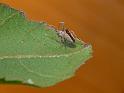 Philoponella_ZZ581_D6907_Z_88_Brisbane_Australie