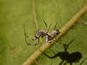 Philoponella_variabilis_D6303_O_86_Brisbane_Australie