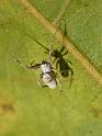 Philoponella_variabilis_D6304_Z_88_Brisbane_Australie