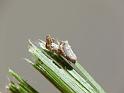 Philoponella_variabilis_D6387_Z_88_Brisbane_Australie