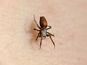Philoponella_variabilis_D6670_Z_85_Brisbane_Australie