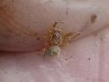 Philoponella_variabilis_D6762_Z_85_Brisbane_Australie