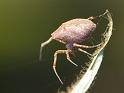 Uloborus_ZZ579_D6903_O_88_Brisbane_Australie