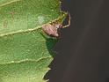 Uloborus_ZZ579_D6904_O_88_Brisbane_Australie