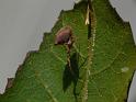 Uloborus_ZZ579_D6905_O_88_Brisbane_Australie
