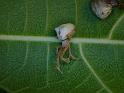 Uloborus_barbipes_D6515_Z_87_Brisbane_Australie