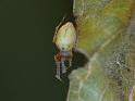 Uloborus_barbipes_D6548_Z_87_Brisbane_Australie