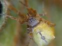 Uloborus_barbipes_D6549_Z_87_Brisbane_Australie