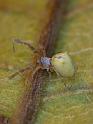 Uloborus_barbipes_D6550_Z_89_Brisbane_Australie