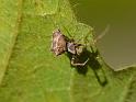 Uloborus_congregabilis_D6305_Z_87_Brisbane_Australie